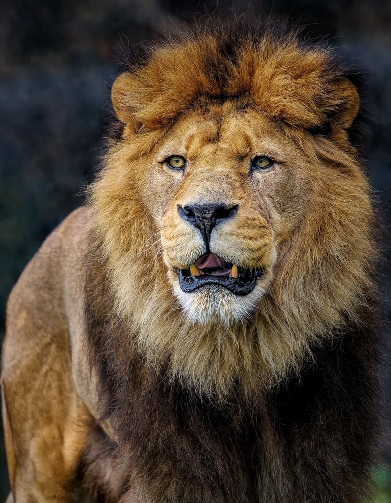 Lioness in the wild